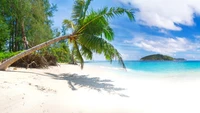 Paradis tropical de plage avec des palmiers et des eaux cristallines