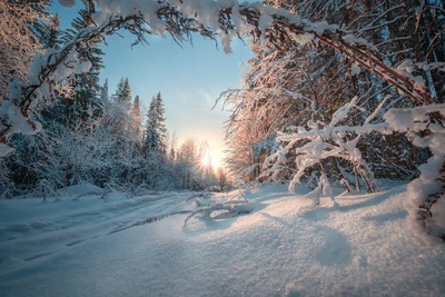 Frío mañana de invierno en un bosque cubierto de nieve