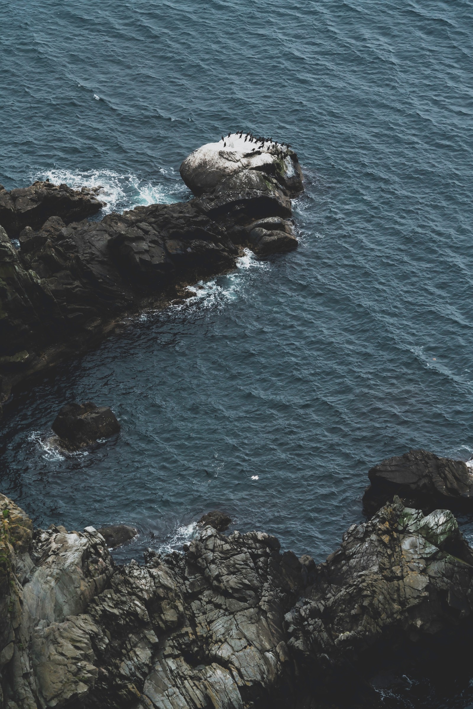 Há um pássaro que está sentado em uma pedra na água (formas costeiras e oceânicas, costa, oceano, klippe, água)