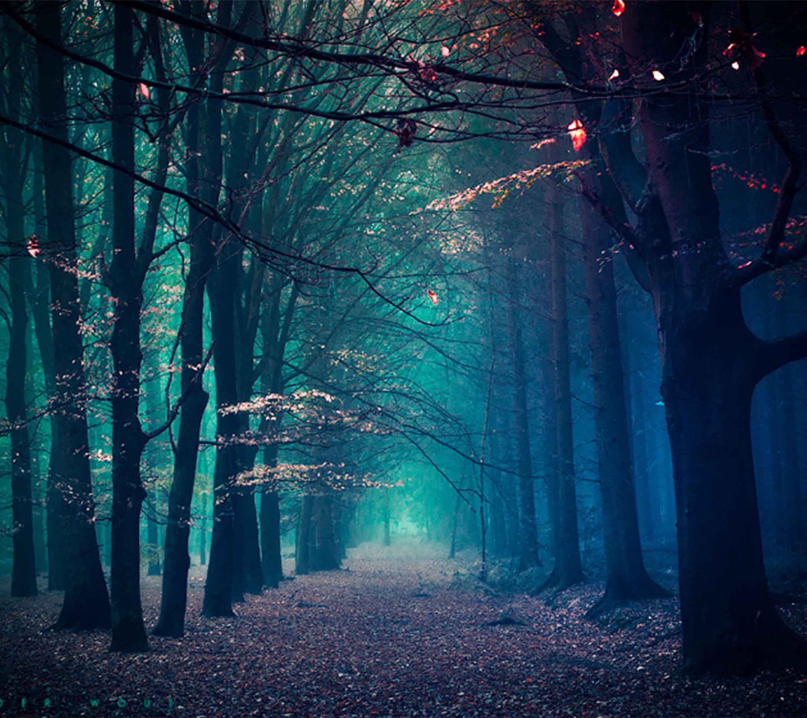 Árboles en un bosque con un camino en el medio (bosque, invierno)