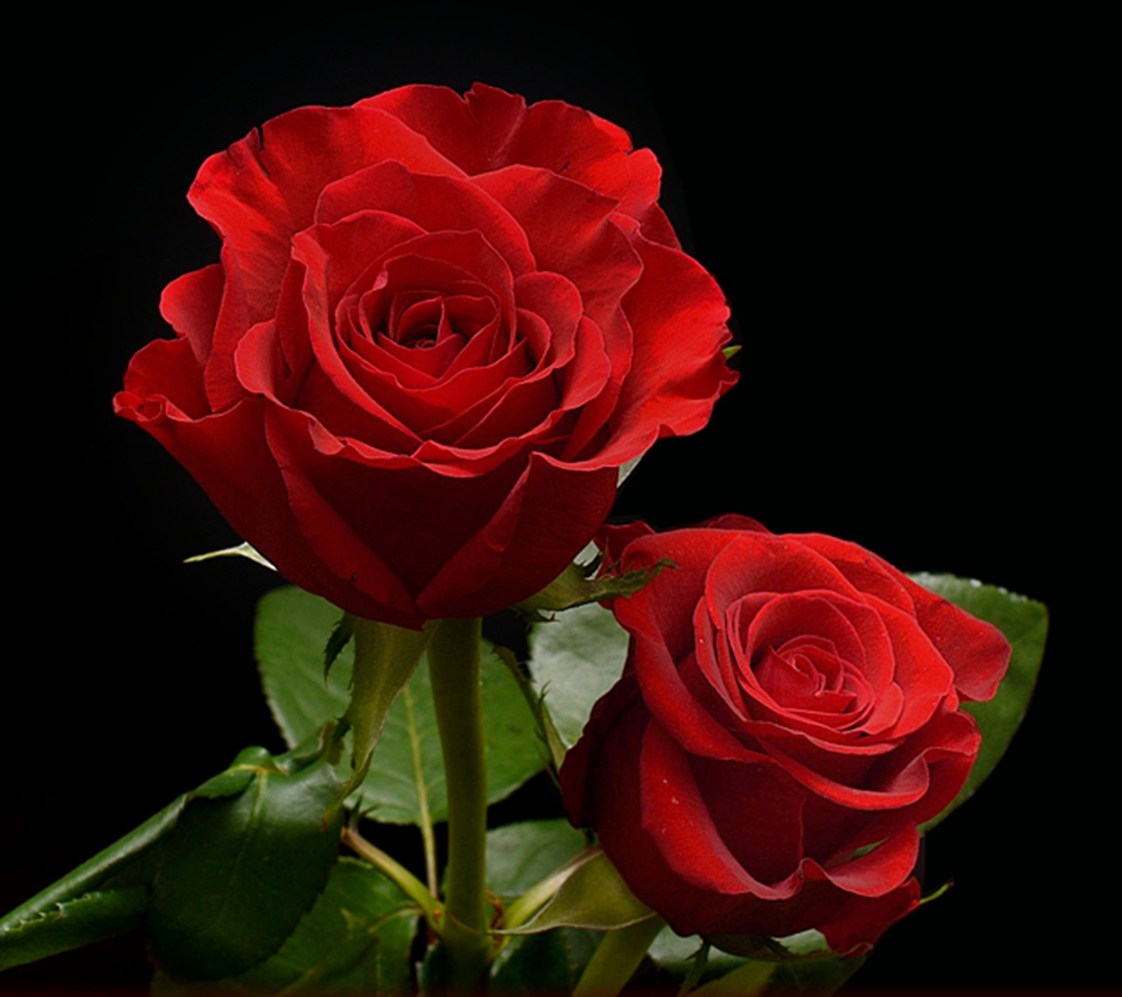 There are two red roses that are sitting in a vase (red, rose)