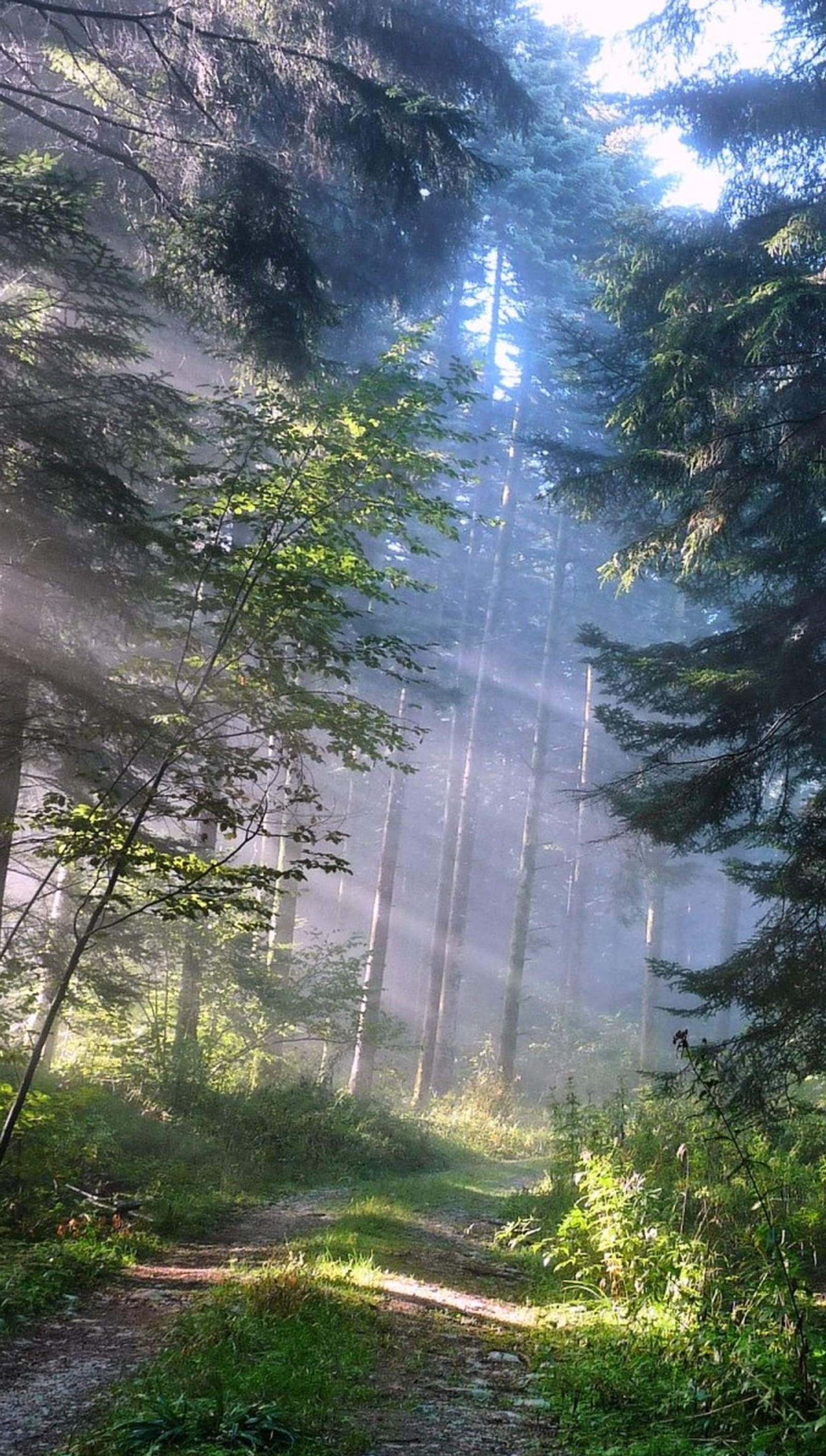 Arafed view of a path in a forest with trees and fog (forest, green, path)