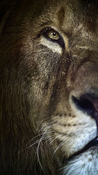 Mirada intensa de león