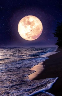 beach, moonshine, nature, night