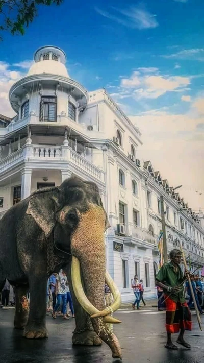 Majestic Elephant Parading Through Historic Sri Lanka