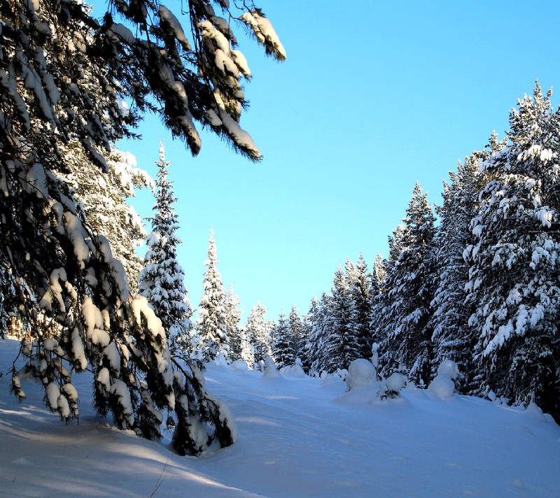 Hay una persona esquiando por un sendero nevado en el bosque (naturaleza)