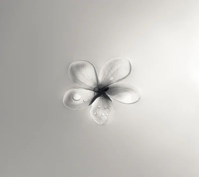 flor, blanco