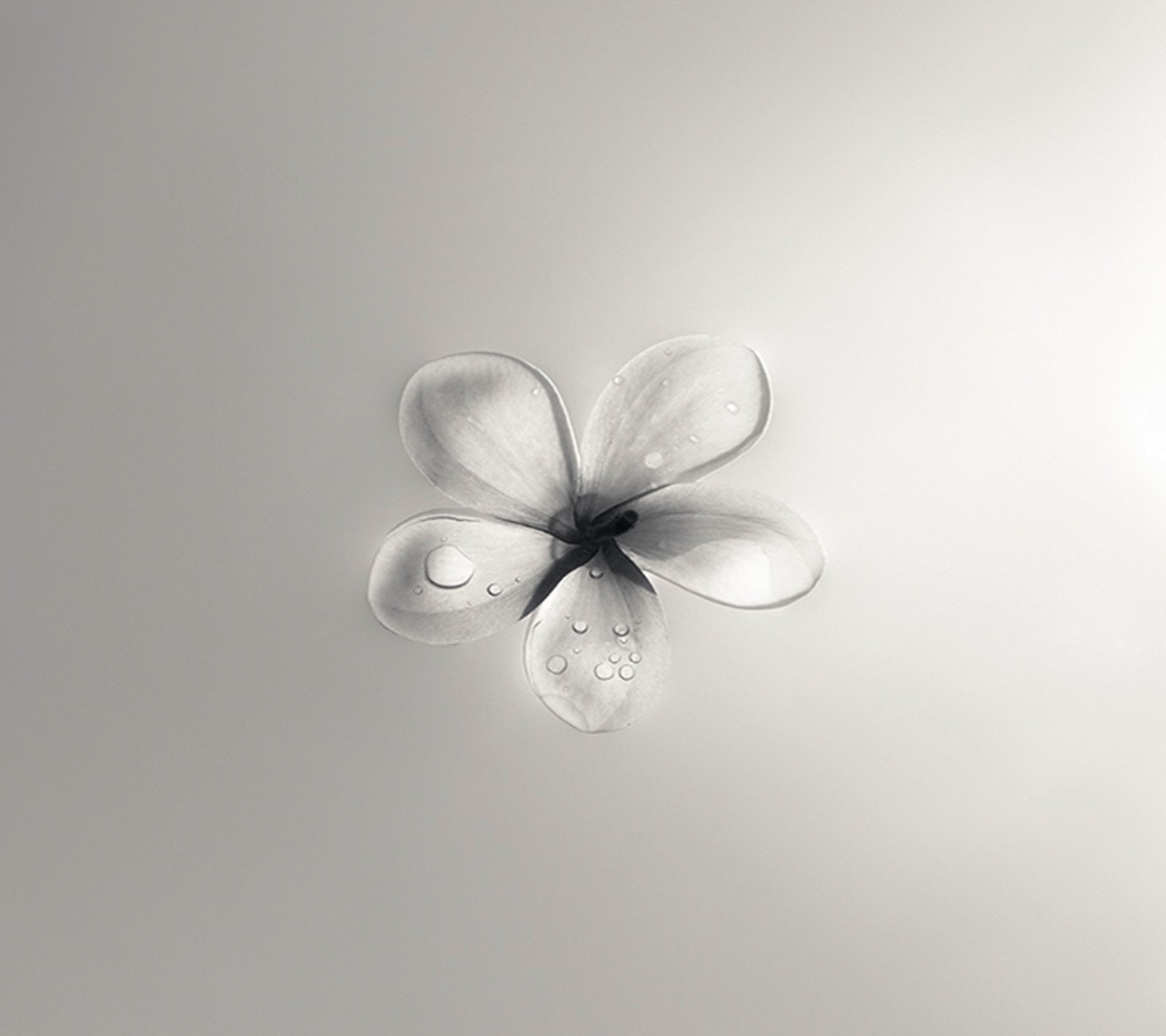 Uma flor flutuando na água (flor, branco)