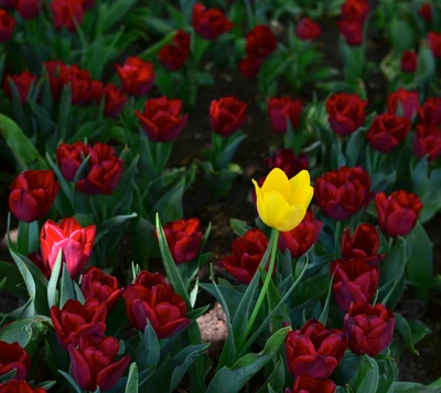 Jardín vibrante de tulipanes rojos con una sola flor amarilla