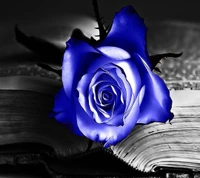 Rosa azul solitaria en un libro abierto