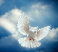 bird, dove, peace, sky, white wallpaper