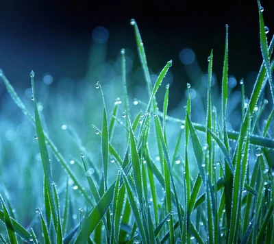 drops, field, grass, natural, nature