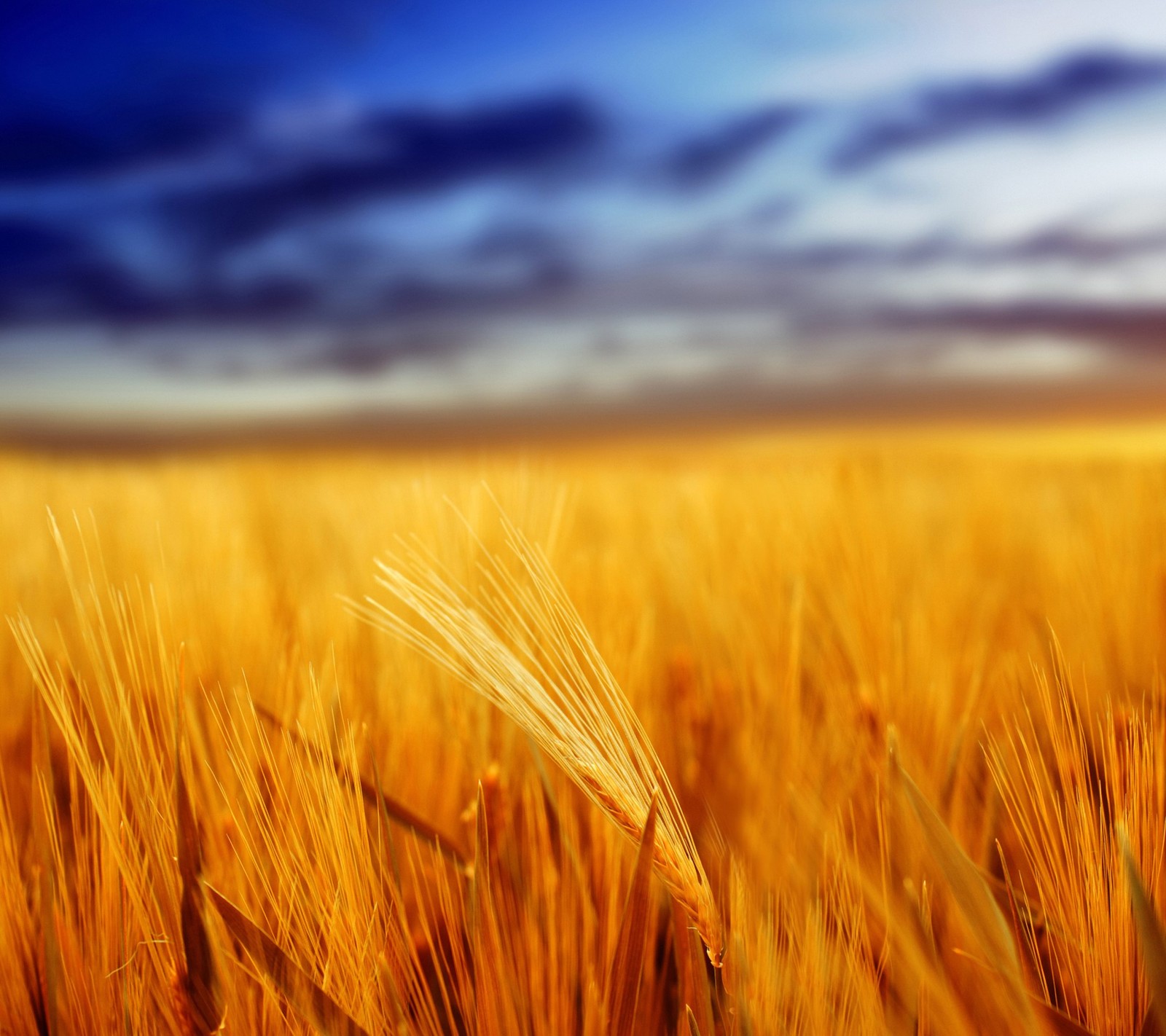 Descargar fondo de pantalla azul, cereals, campo, hd, naranja