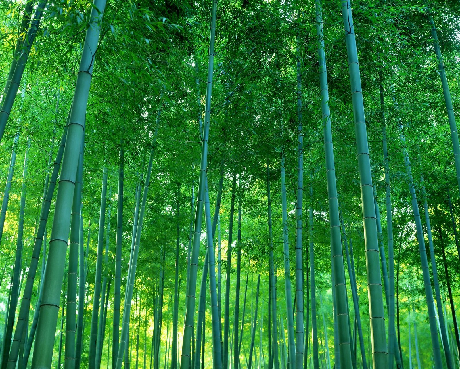 Um close de uma árvore de bambu com muitas folhas verdes (bambu, floresta, natureza, legal)