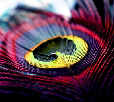 Colorful Peacock Feather with Dew Drop