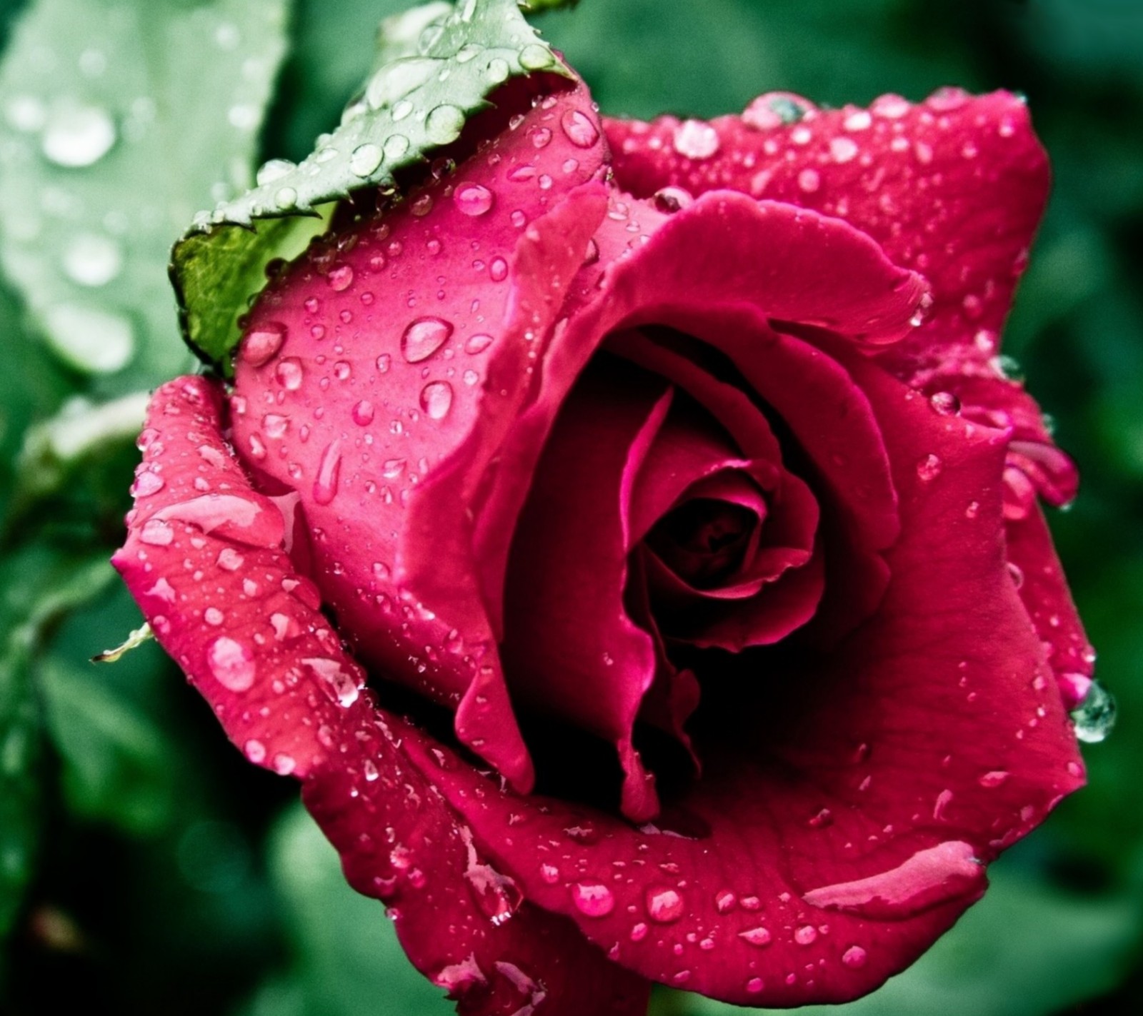 Un primer plano de una rosa roja con gotas de agua sobre ella (rocío, flores, jardín, lluvia, rosa)