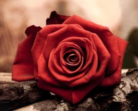 love, red, rose, wood wallpaper