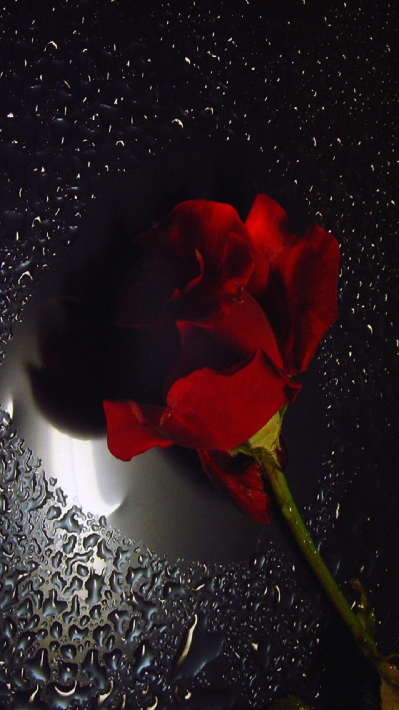 Arafed rose sitting on a shiny surface with water droplets (drops, flower, nature)