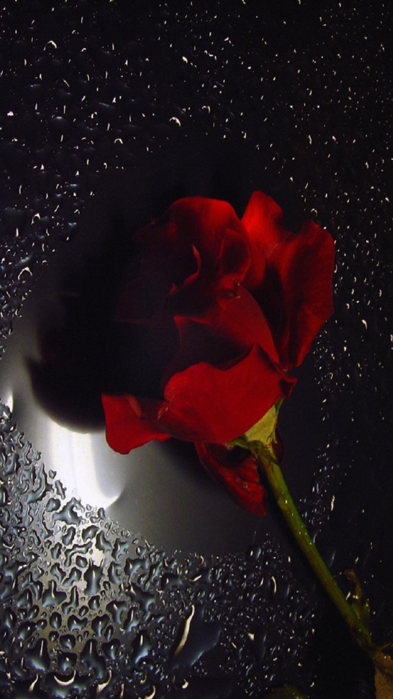 Um close de uma rosa em uma superfície brilhante com gotas de água. (gotas, flor, natureza)