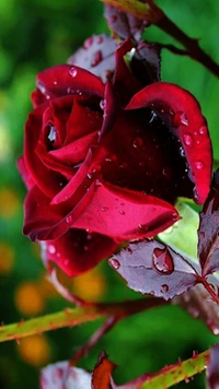 rot, rose