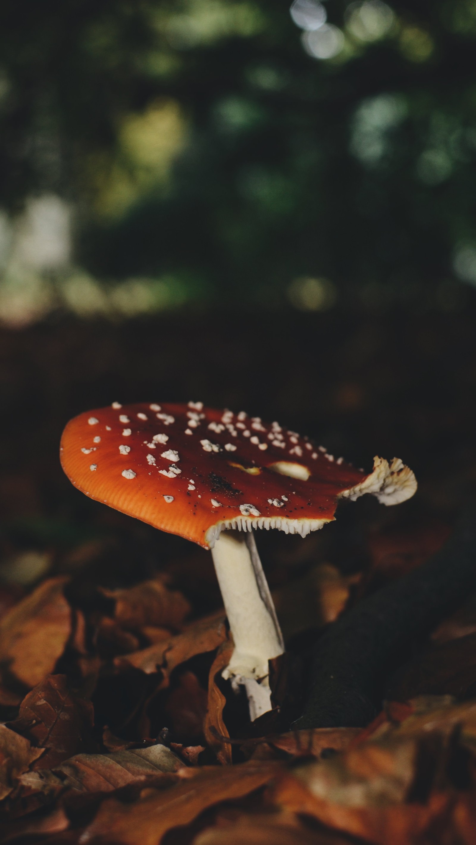 Un champignon qui est assis sur le sol dans les feuilles (automne, nature, dehors, arbres, zedgefall)