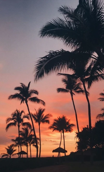 aesthetic, beaches, colorful, palm, sunset