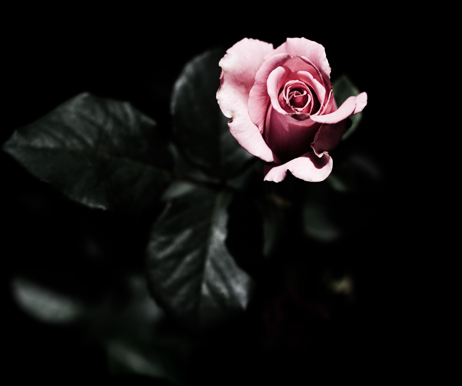 There is a pink rose that is in the dark (meem, rubab)