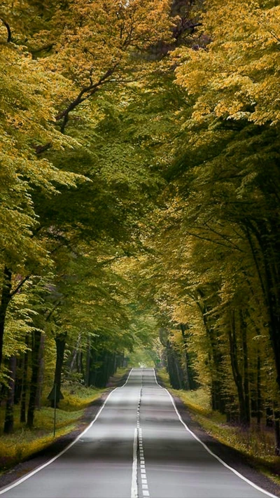 Estrada de outono coberta por árvores douradas