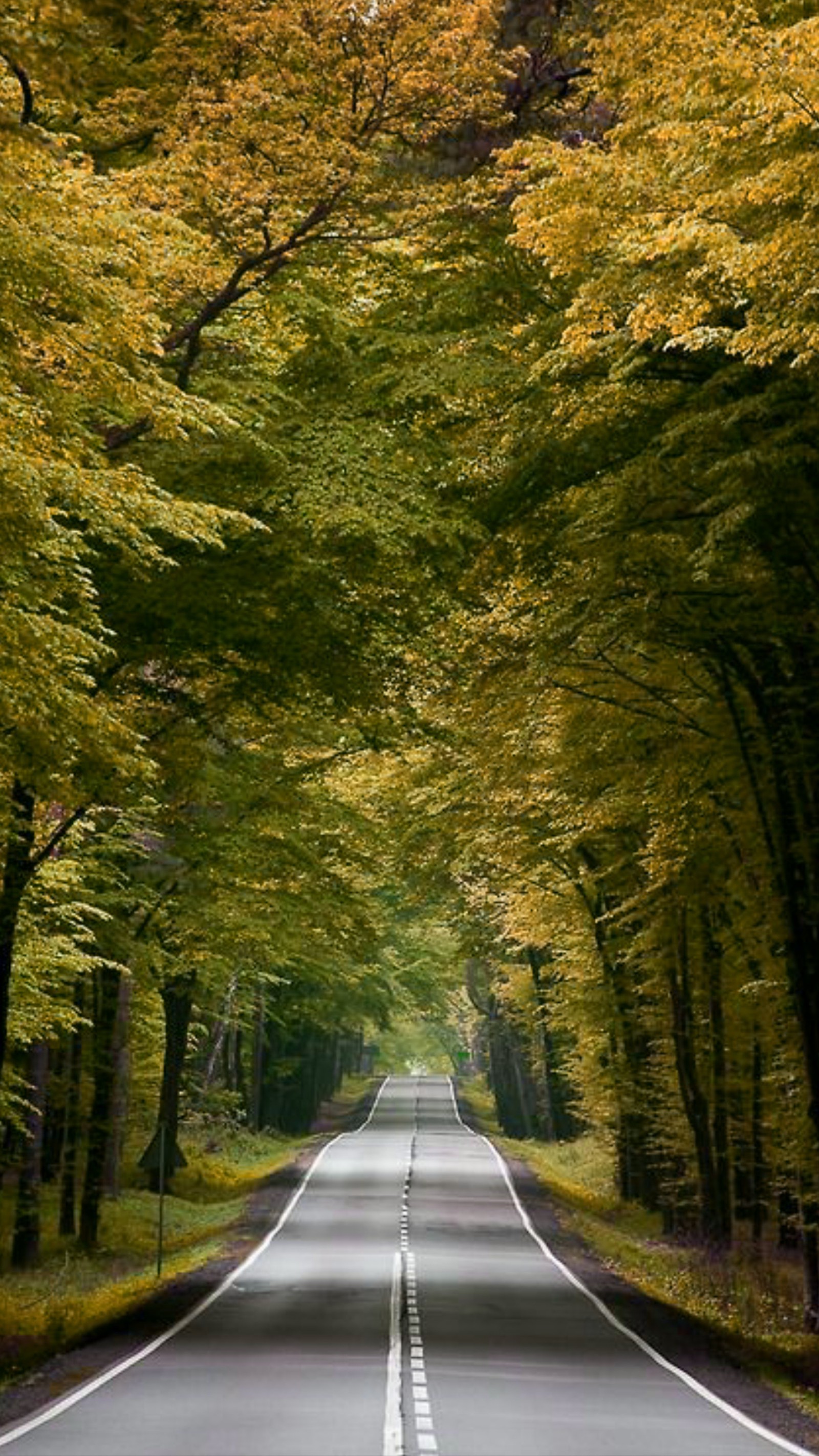 Des arbres bordant la route au milieu d'une forêt avec une seule personne marchant sur la route (asphalte, automne, nature, route, arbres)