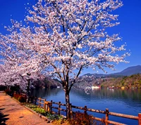 Cerisiers en fleurs au bord d'un lac serein au printemps