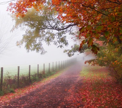 Nebliger Herbstweg gesäumt von lebhaften Laub