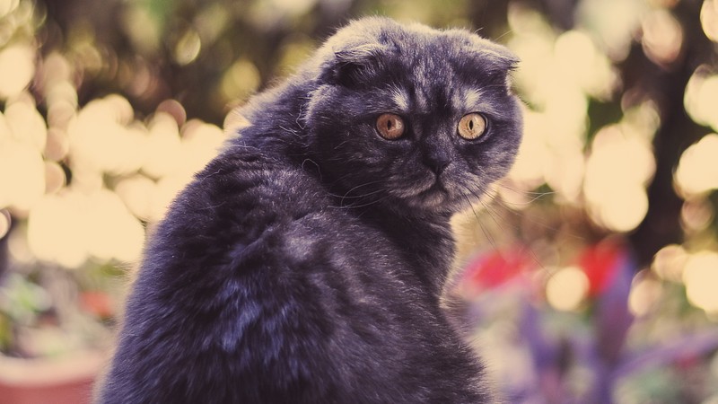 Черная кошка сидит на столе на улице (шотландская вислоухая, scottish fold, мейн кун, maine coon, котёнок)