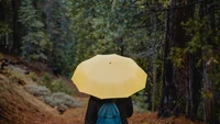 umbrella, yellow, forest, tree, sunlight