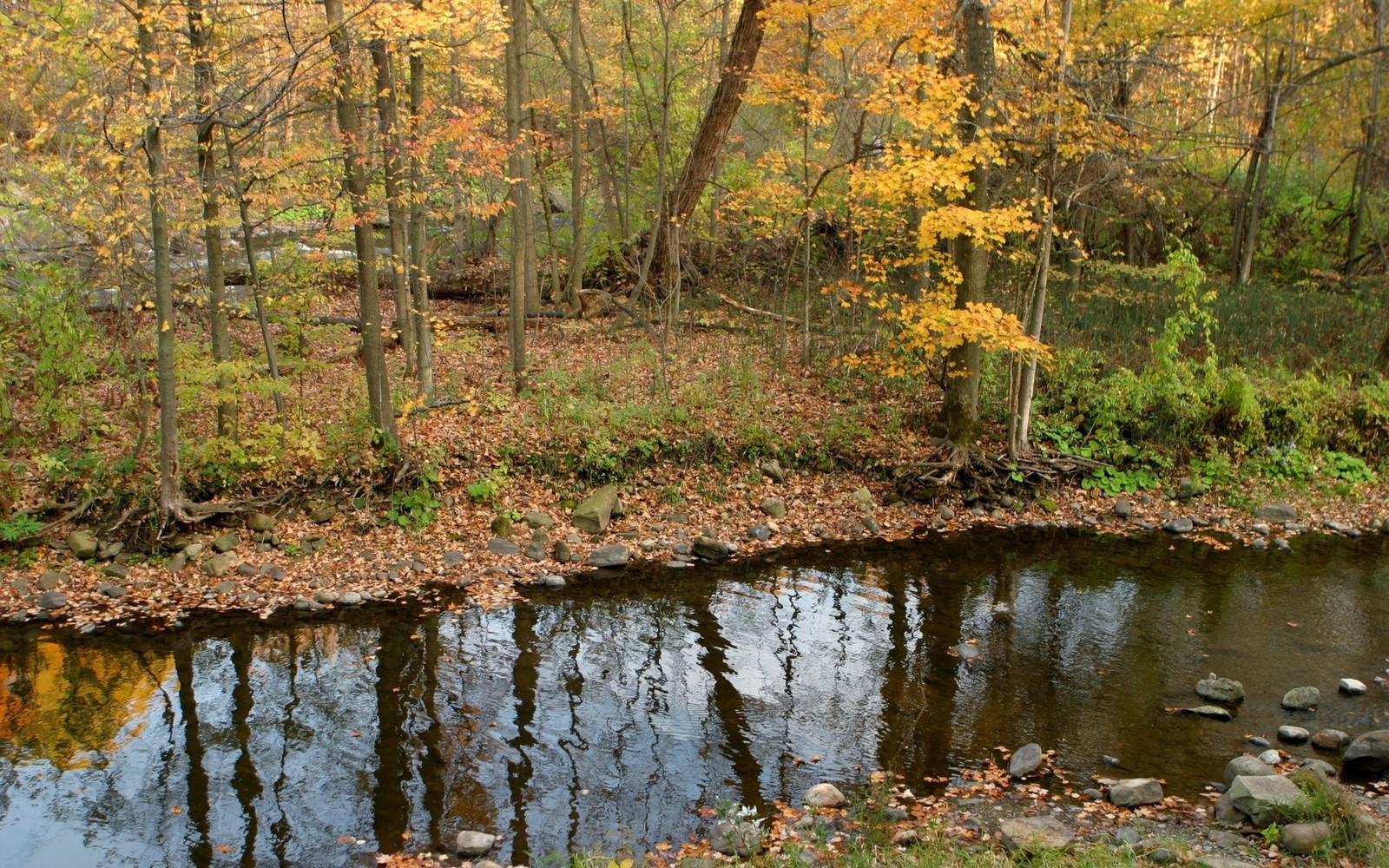 Les arbres se reflètent dans l'eau d'un ruisseau dans les bois. (réflexion, arbre, nature, réserve naturelle, automne)