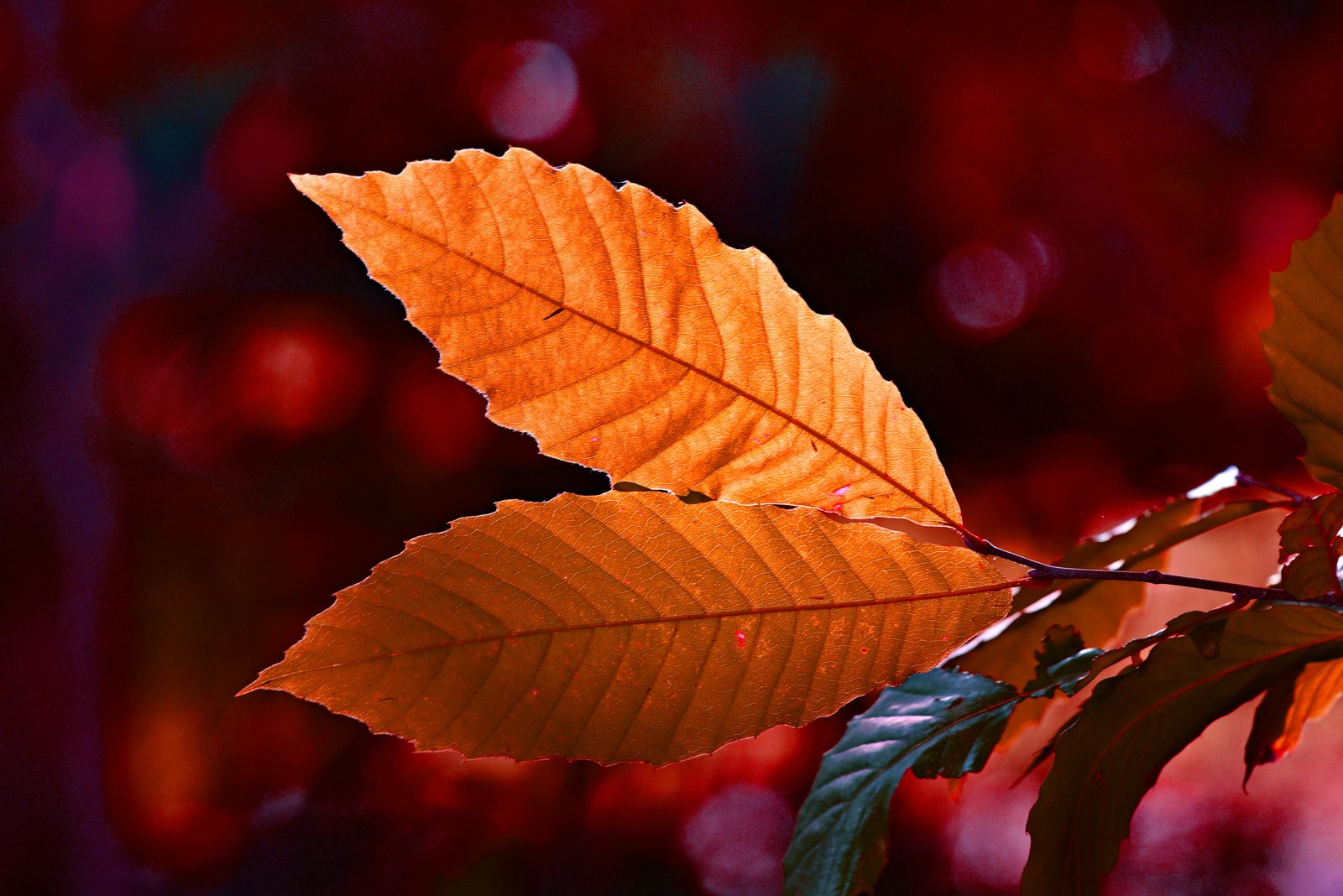 Lade blatt, rot, baum, grün, orange Hintergrund herunter