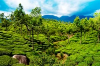 thekkady, munnar, sehenswürdigkeit, vegetation, bergstation