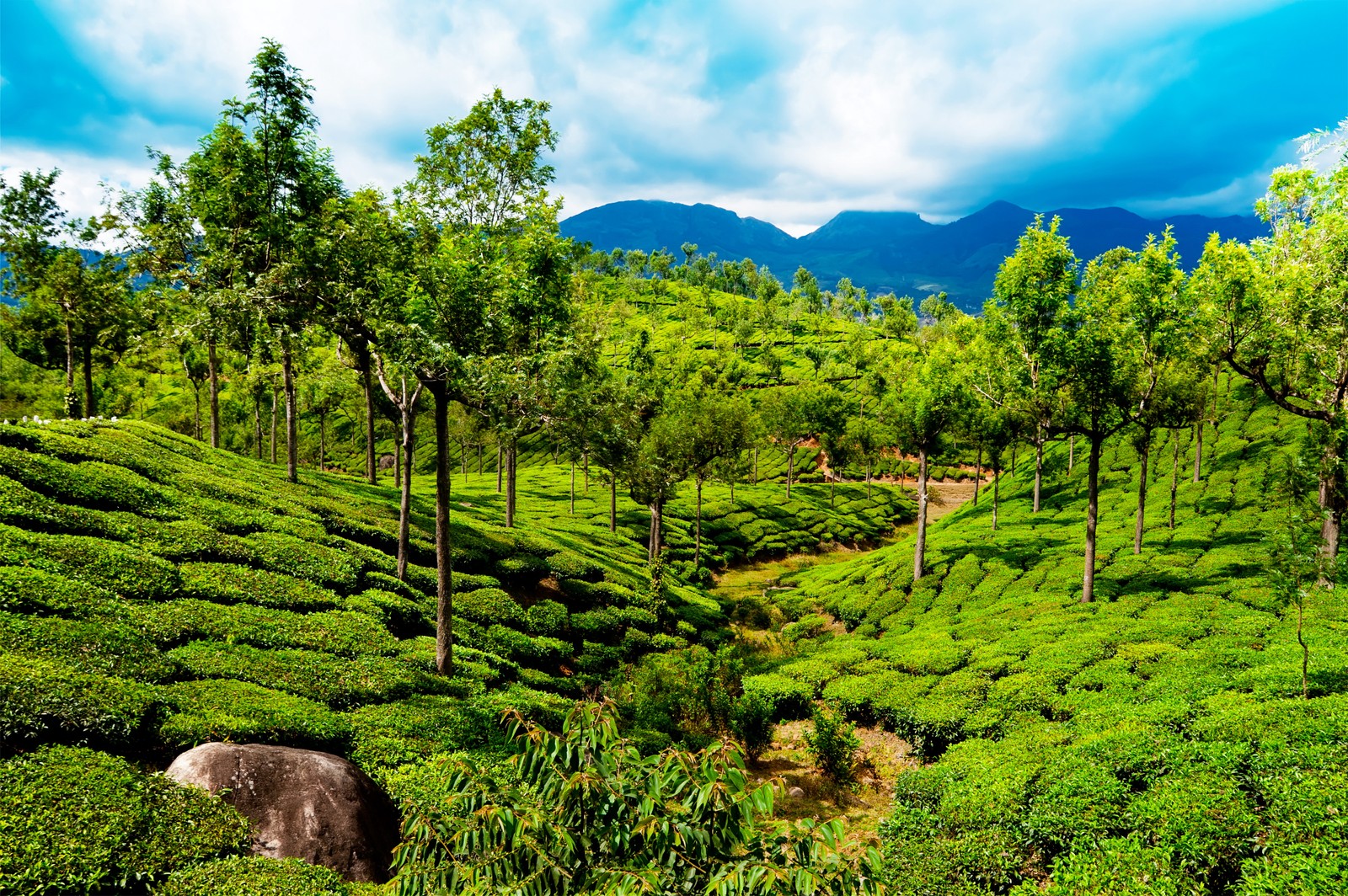 Вид на чайную плантацию в горах шри-ланки (теккади, thekkady, муннар, munnar, достопримечательность)