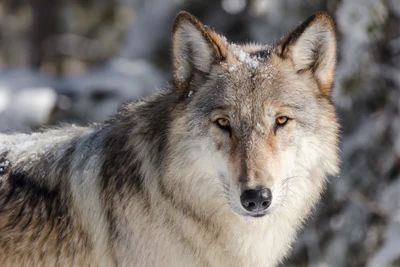 yellowstone national park, wolf, national park, canidae, czechoslovakian wolfdog