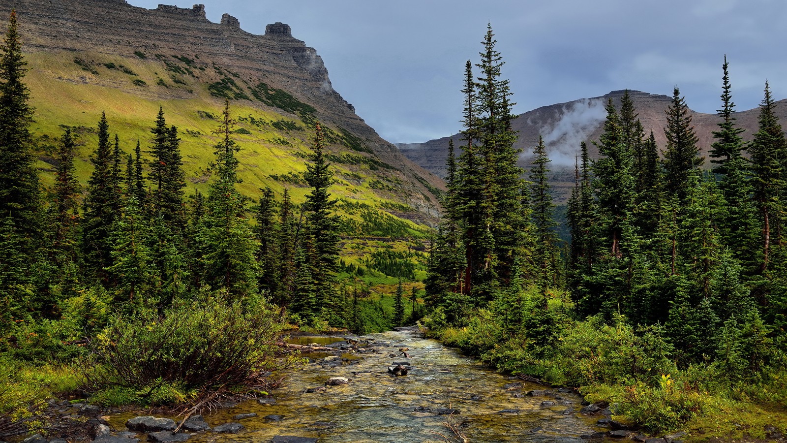 There is a stream running through a forest filled with trees (nature, tree, wilderness, mountain, nature reserve)