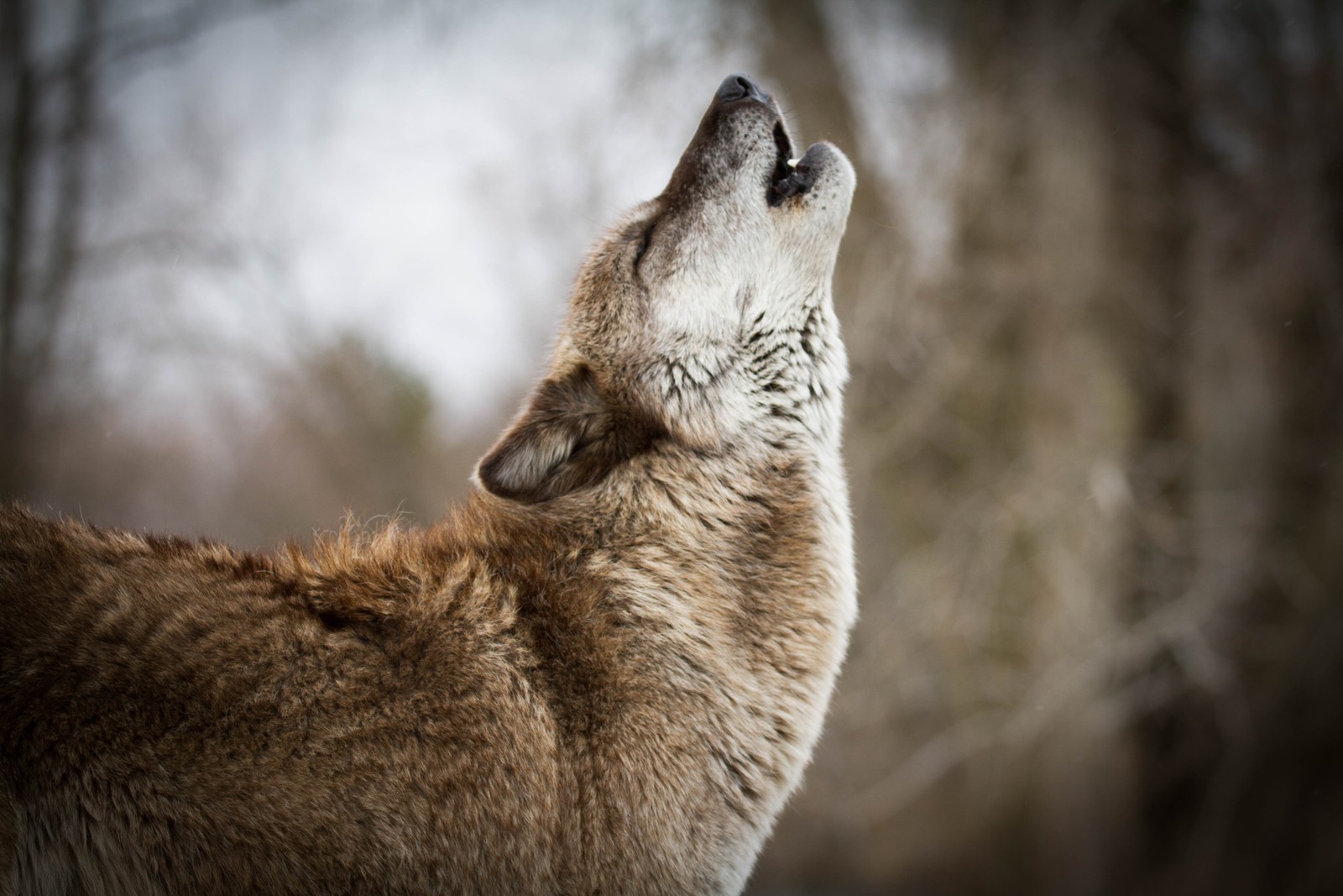 There is a wolf that is looking up at the sky (wildlife, wolf, snout, canidae, czechoslovakian wolfdog)