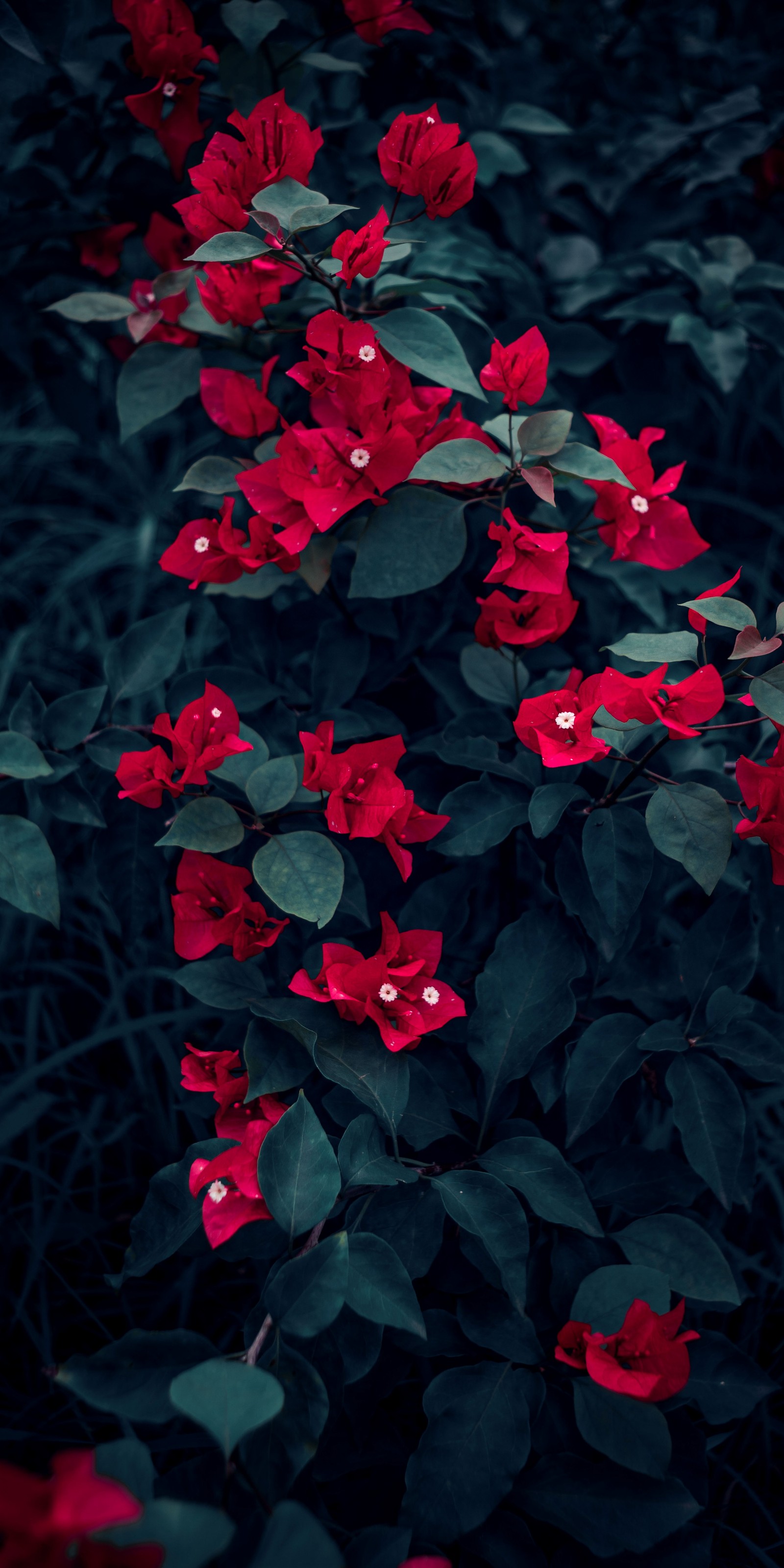 Il y a beaucoup de fleurs rouges qui poussent dans un buisson avec des feuilles vertes (fleur, plante, pétale, feuille, plante terrestre)