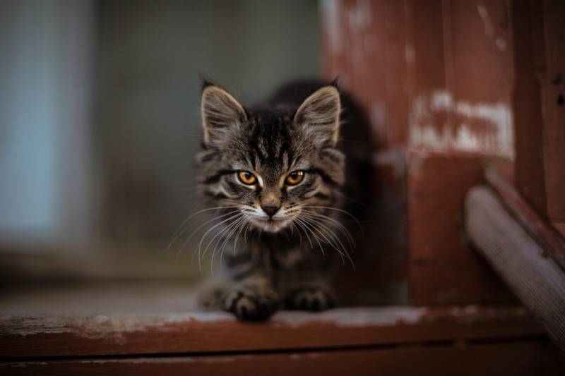 Маленький котенок смотрит в камеру (котёнок, полосатый кот, дикая кошка, усы, кот)