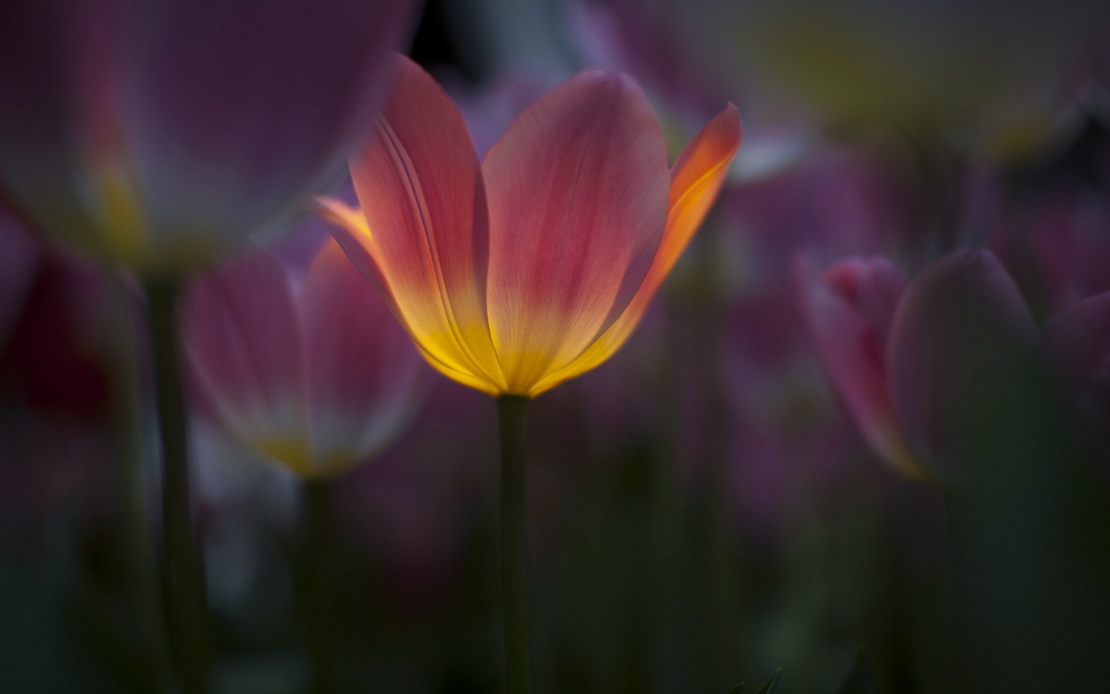 Un gros plan d'une fleur rose avec des pétales jaunes (tulipe, fleur, plante à fleurs, pétale, plante)