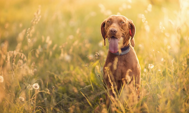 Собака сидит на траве с высунутым языком (вишла, vizsla, щенок, охотничья собака, собака)