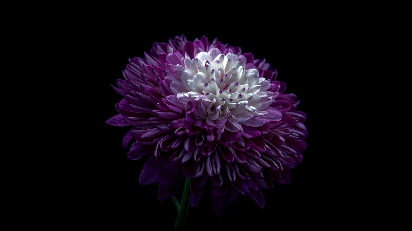 Descargar fondo de pantalla crisantemo, flor morada, 5k, fondo negro, 8k