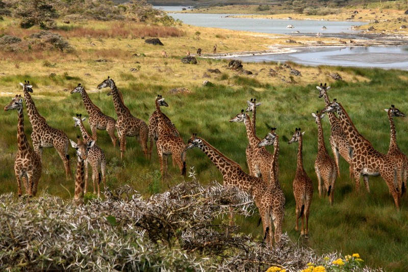 Много жирафов, стоящих на поле рядом с водоемом (сафари, safari, национальный парк, жираф, наземное животное)