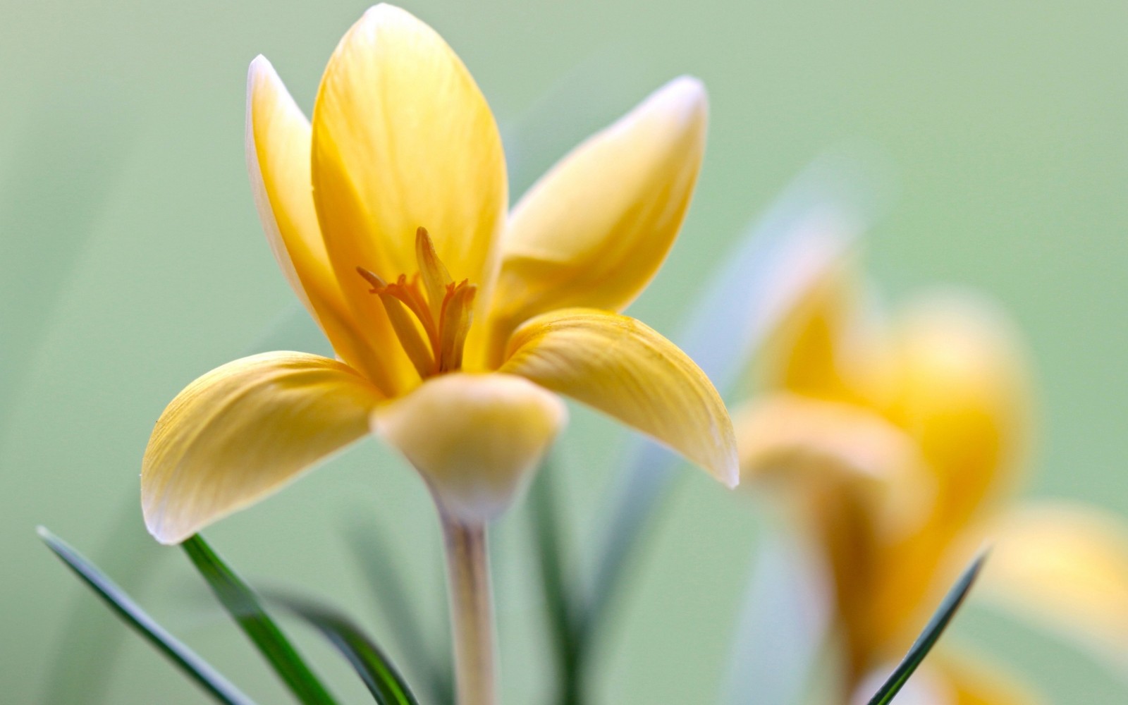 Fleurs jaunes dans un vase avec des tiges vertes (flore, fleur, plante à fleurs, plante, pétale)