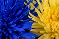 Close-up of vibrant blue and yellow flowers in full bloom