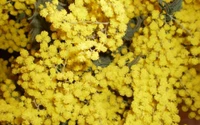 yellow, branch, spring, pollen, blossom wallpaper