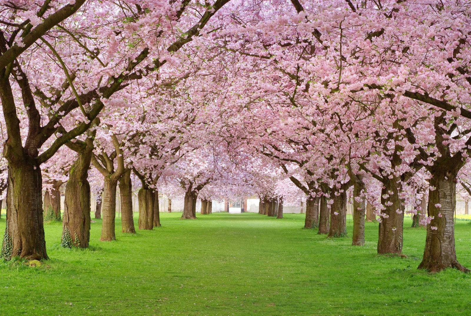 Una fila de cerezos en flor rosa en un parque con césped verde (flor de cerezo, floración, árbol, primavera, flor)